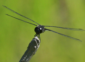 Martha's Pennant